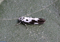 (33.002) Ethmia quadrillella, SBBO