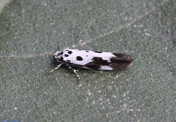 (33.002) Ethmia quadrillella, SBBO