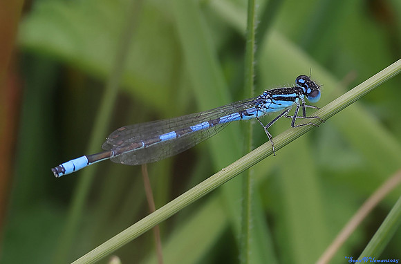 (14) DAINTY DAMSELFLY (Coenagrion scitulum, male), SBBOT 5