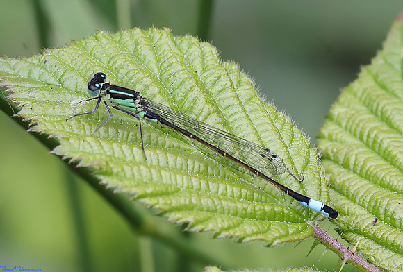 (18) BLUE-TAILED DAMSELFLY (Ischnura elegans, male), ATTENBOROUGH RESERVE 2