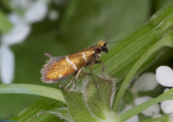 (1.004) Micropterix aruncella, HICK'S LODGE