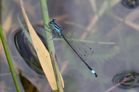 (19) SCARCE BLUE-TAILED DAMSELFLY (Ischnura pumilio, male), SBBOT 4