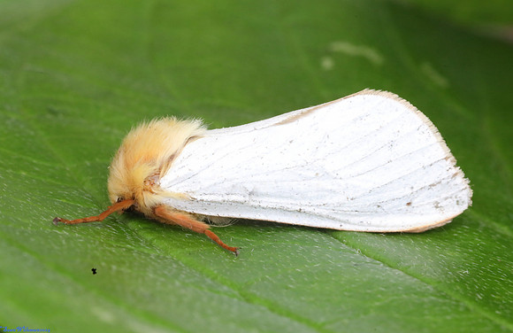 (3.005) GHOST MOTH (MALE), ASHBY DE LA ZOUCH 2