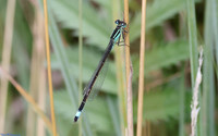 (19) SCARCE BLUE-TAILED DAMSELFLY (Ischnura pumilio, male), SBBOT 6