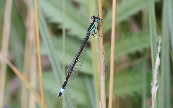 (19) SCARCE BLUE-TAILED DAMSELFLY (Ischnura pumilio, male), SBBOT 6