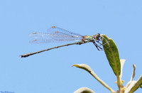 DAMSELFLIES & DRAGONFLIES 2025