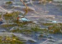 (17) SMALL RED_EYED DAMSELFLY (Erythromma viridulum), SBBOT 5b
