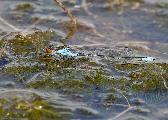 (17) SMALL RED_EYED DAMSELFLY (Erythromma viridulum), SBBOT 5b