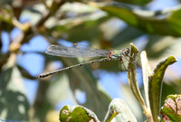 (1) WILLOW EMERALD DAMSELFLY (Chalcolestes viridis), HICKLING BROAD 4 copy