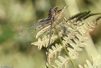 (1) WILLOW EMERALD DAMSELFLY (Chalcolestes viridis), HICKLING BROAD 5 copy