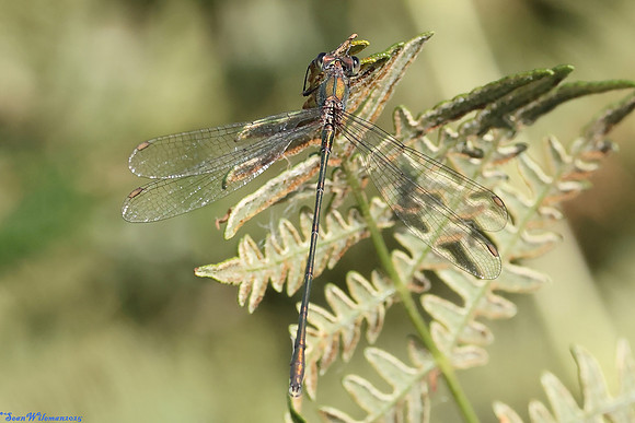 (1) WILLOW EMERALD DAMSELFLY (Chalcolestes viridis), HICKLING BROAD 5 copy
