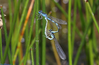 (14) DAINTY DAMSELFLY (Coenagrion scitulum, pair), SBBOT 5a