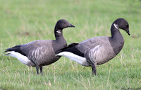 BRITISH BIRDS