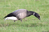 (1) DARK-BELLIED BRENT GOOSE, CLEY BEACH 2