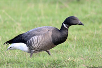 (1) DARK-BELLIED BRENT GOOSE, CLEY BEACH 3