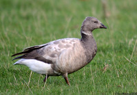 (1) DARK-BELLIED BRENT GOOSE, CLEY BEACH 4