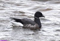 (1) DARK-BELLIED BRENT GOOSE, FRAMPTON MARSH RESERVE 1