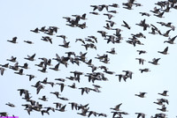 (1) DARK-BELLIED BRENT GOOSE, FRAMPTON MARSH RESERVE 2