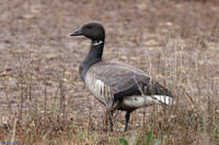 (1) DARK-BELLIED BRENT GOOSE, GIBRALTAR POINT 1