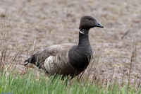 (1) DARK-BELLIED BRENT GOOSE, GIBRALTAR POINT 1a