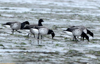 (1) PALE-BELLIED BRENT GOOSE LINDISFARNE CAUSEWAY 1