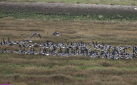 (1) DARK-BELLIED BRENT GOOSE, FRAMPTON MARSH RESERVE 3