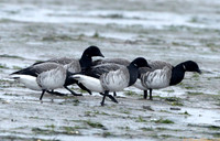 (1) PALE-BELLIED BRENT GOOSE LINDISFARNE CAUSEWAY 1a