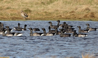 (1) PALE-BELLIED BRENT GOOSE, LINDISFARNE 2c