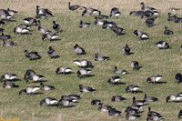 (1) PALE-BELLIED BRENT GOOSE, LINDISFARNE 2d