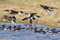(1) PALE-BELLIED BRENT GOOSE, LINDISFARNE 2b