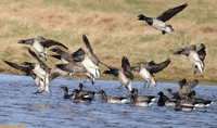 (1) PALE-BELLIED BRENT GOOSE, LINDISFARNE 2a