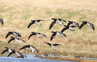 (1) PALE-BELLIED BRENT GOOSE, LINDISFARNE 2