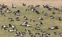 (1) PALE-BELLIED BRENT GOOSE, LINDISFARNE 2e