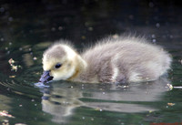 (3) CANADA GOOSE (CHICKS), CROMFORD CANAL 1