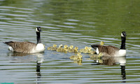 (3) CANADA GOOSE (ADULTS WITH CHICKS), ATTENBOROUGH RESERVE
