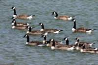(3) CANADA GOOSE (ADULTS & JUVENILES), HICK'S LODGE