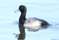 (41) SCAUP (DRAKE), ATTENBOROUGH RESERVE 1a