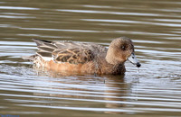 (27) WIGEON (FEMALE), ATTENBOROUGH RESERVE
