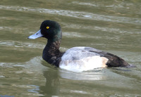 (41) SCAUP (DRAKE), ATTENBOROUGH RESERVE 1