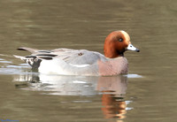(27) WIGEON (DRAKE), ATTENBOROUGH RESERVE