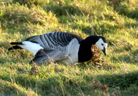 (4) BARNACLE GOOSE, SALTHOLME
