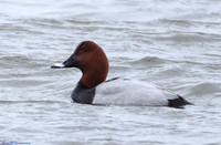 (37) POCHARD (DRAKE), SHUSTOKE THORNTON RESERVOIR