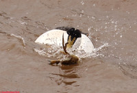 (45) EIDER (DRAKE), WHITBY HARBOUR 1h