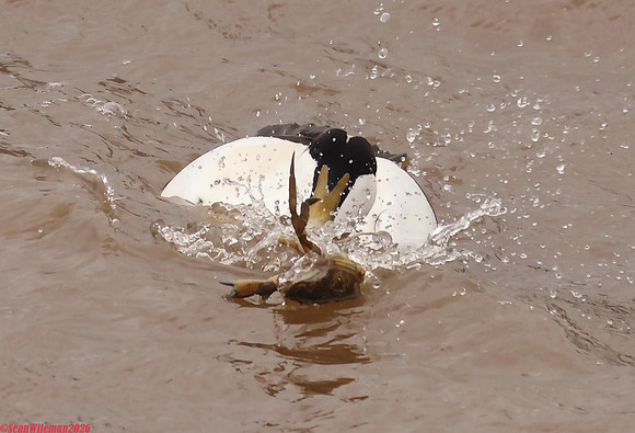 (45) EIDER (DRAKE), WHITBY HARBOUR 1h
