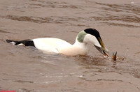 (45) EIDER (DRAKE), WHITBY HARBOUR 1e