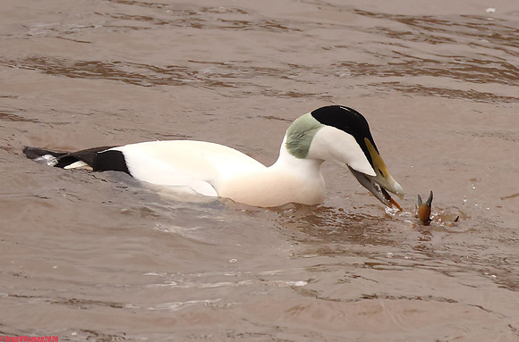 (45) EIDER (DRAKE), WHITBY HARBOUR 1e