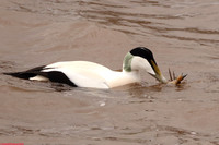 (45) EIDER (DRAKE), WHITBY HARBOUR 1g
