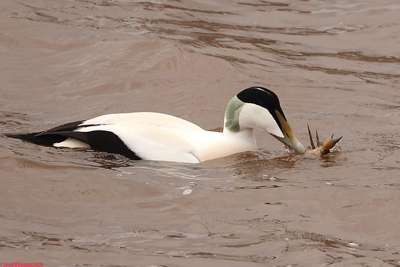 (45) EIDER (DRAKE), WHITBY HARBOUR 1g