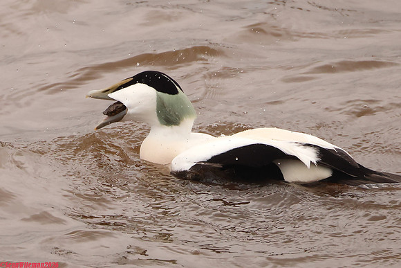 (45) EIDER (DRAKE), WHITBY HARBOUR 1i