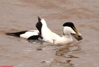 (45) EIDER (DRAKE), WHITBY HARBOUR 1k